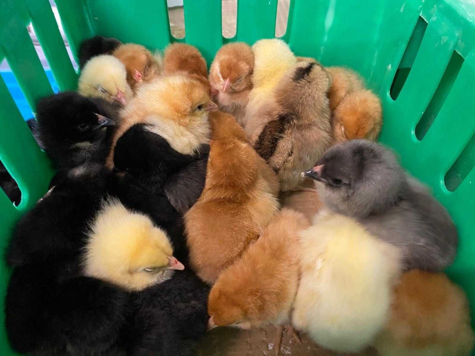 Kurczaki pisklęta nioski, mięsne, Leghorn, Greenshell, Sussex, Rosa