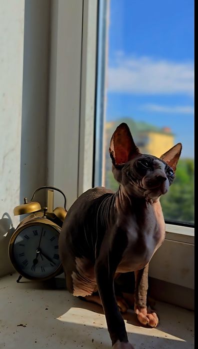 Kot sfinks piekny kocurek sphynx