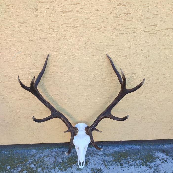 Wieniec jelenia poroże