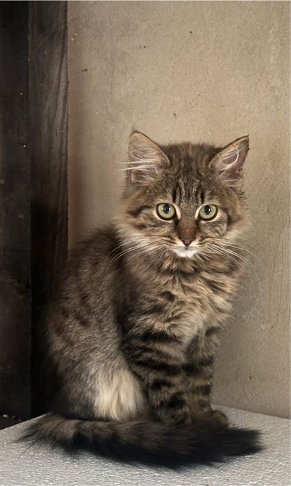 Віддам кошеня в хороші руки