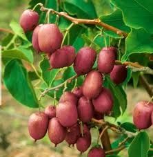 Міні- Ківі (Актинидія)  саджанці Опт і Роздріб