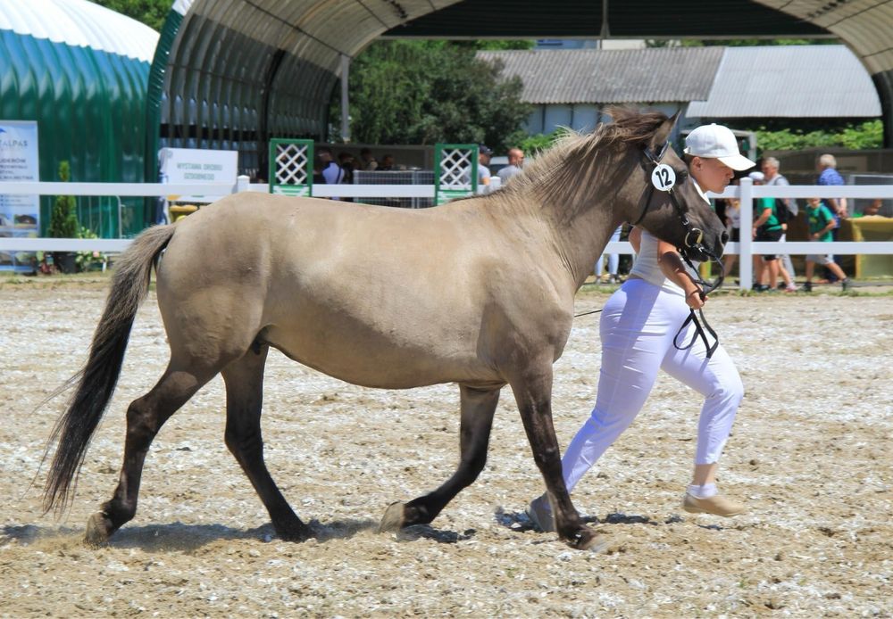Klacz Konika Polskiego. Konik Polski klacze