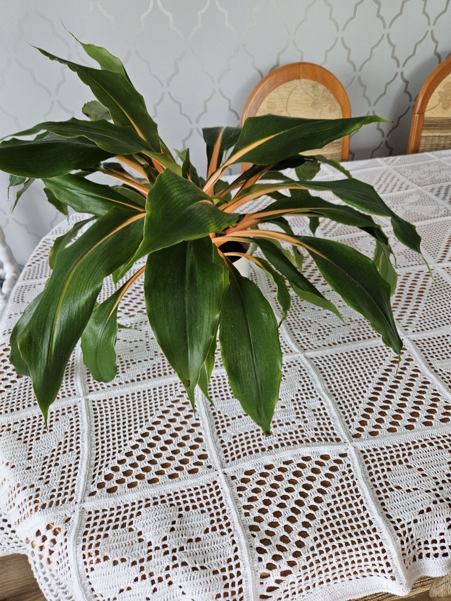 Zielistka green orange, sternberga piekna duża roślina ozdobna
