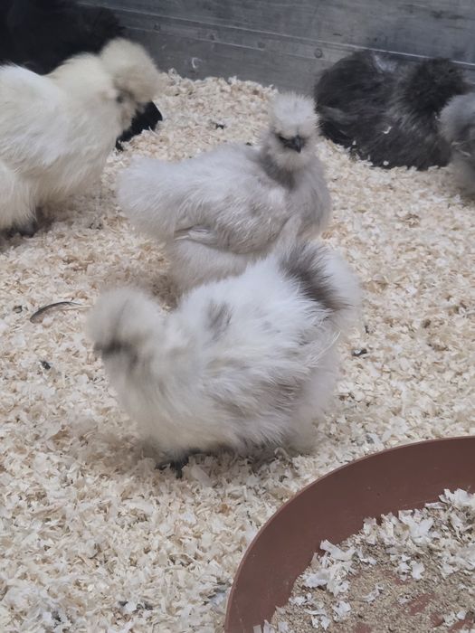 Kury silki czubatki ozdobne