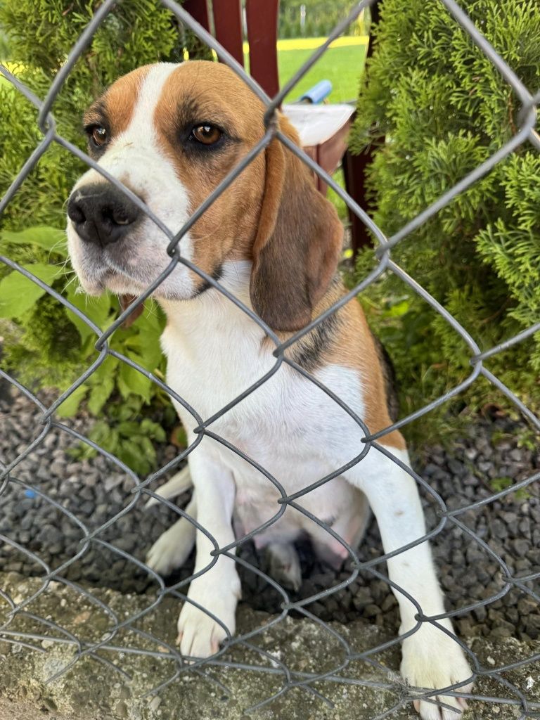 Beagle szczeniak tricolor