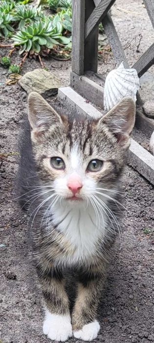 Kociaki do adopcji.