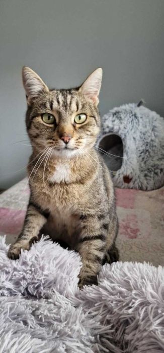 Myszka , szuka domku .