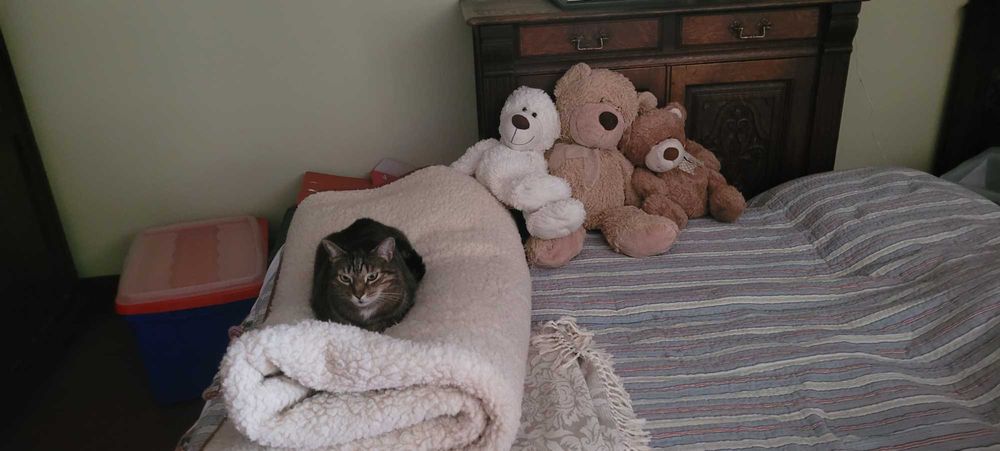 opieka indywidualna nad kotem lub innym zwierzeciem domowym