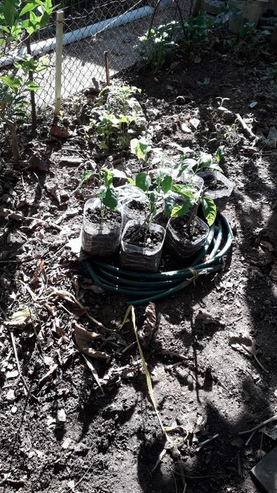 Arvores de abacates, maracujás, orquideas e pinheiros mansos e OUTRAS