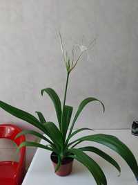 Гименокаллис комнатное растение ,лилия паук