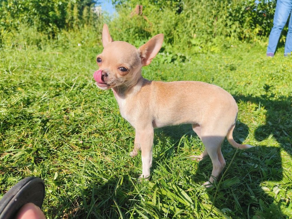 Chihuahua suczka xxs