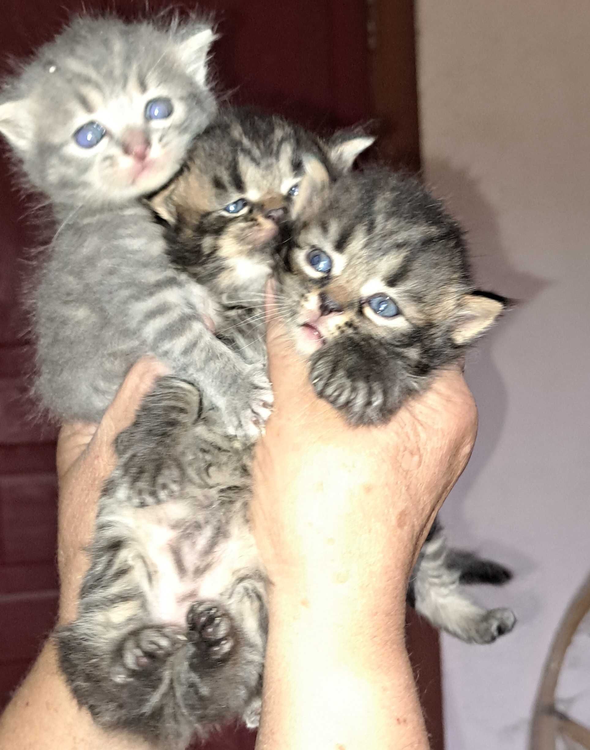 Кошинята Британці 1,5місяця.Шукають люблячу родину.