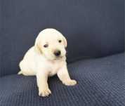 Labrador Retriever suczka