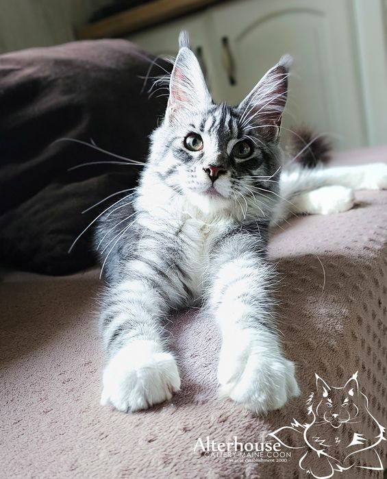 ZAREZERWOWANA Maine Coon kotka srebrzysta rodowód Felis Polonia FIFe