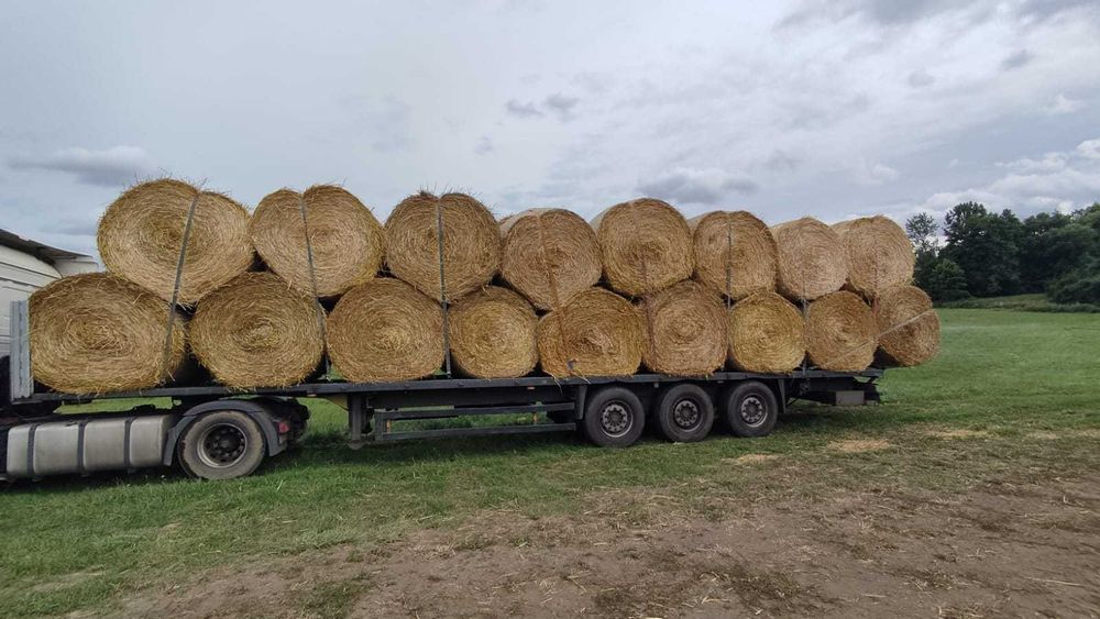 Słoma dla bydła ( jęczmienna, pszenna ) z dostawą, zbiór 2025