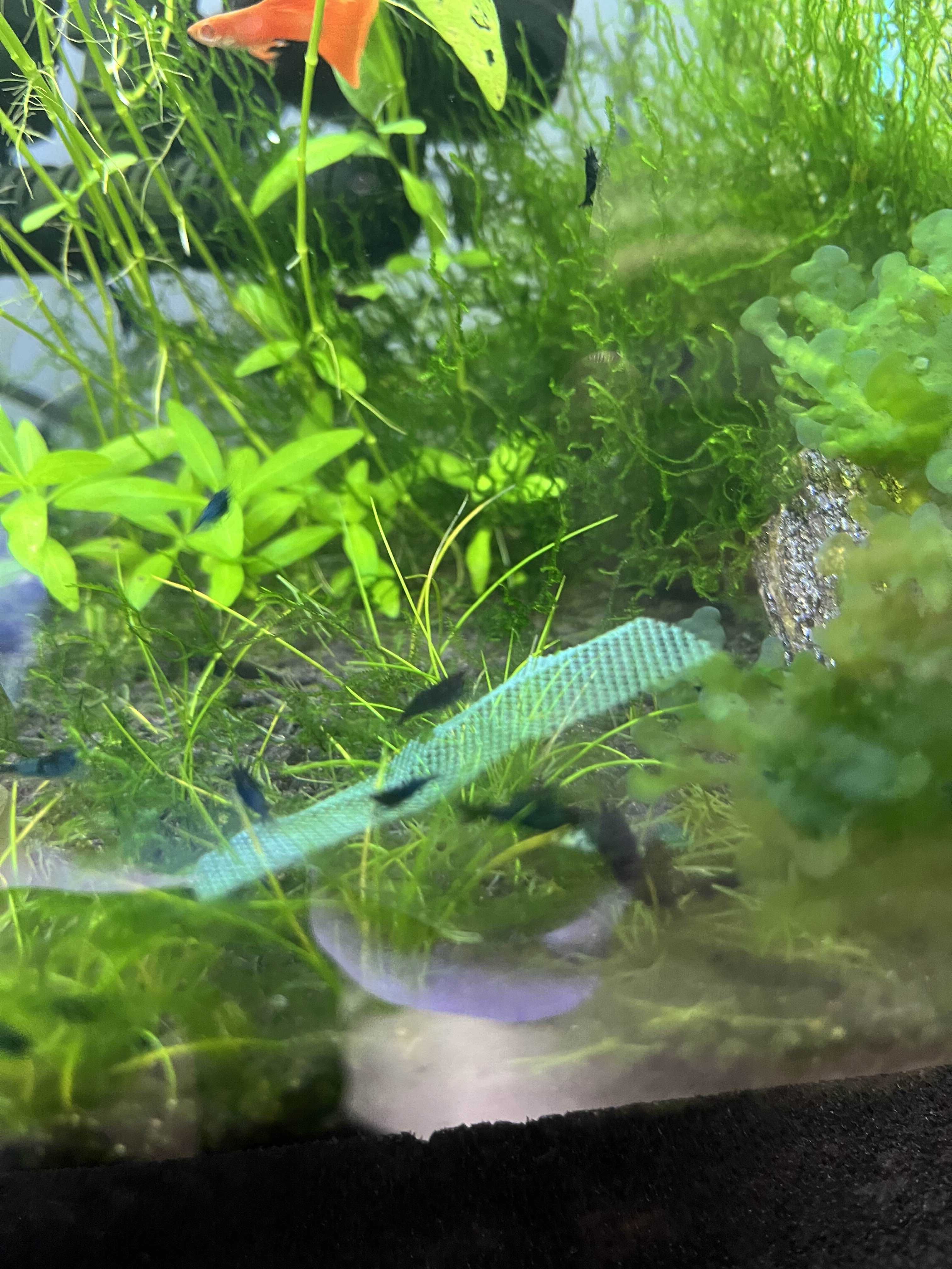 Krewetki blue velvet