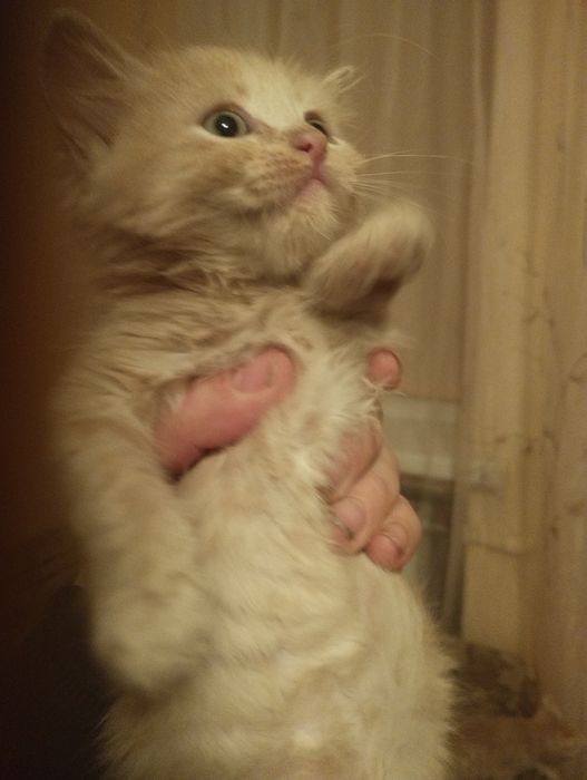 Отдам даром котят