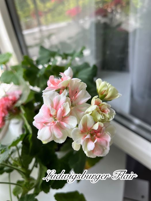 Сортові педаргонії, сортова пеларгонія , живці пеларгоній