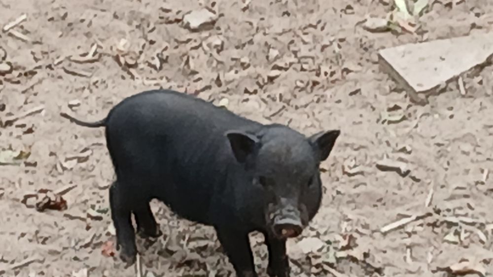 Porco anão para venda