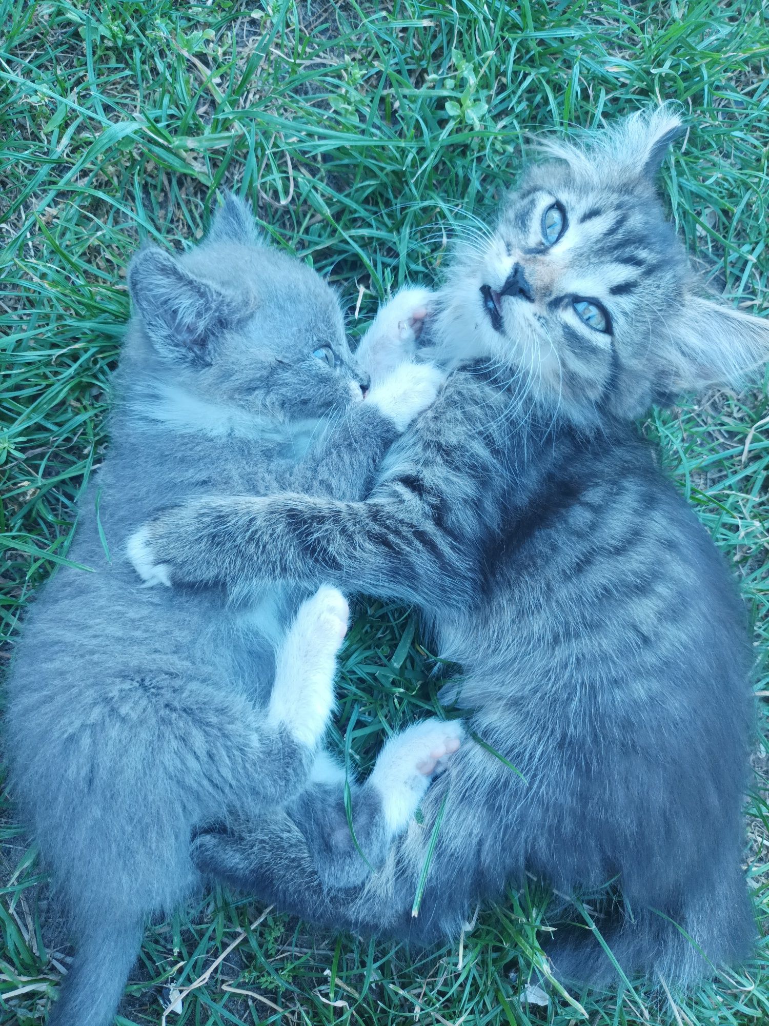 Котенята безкоштовно