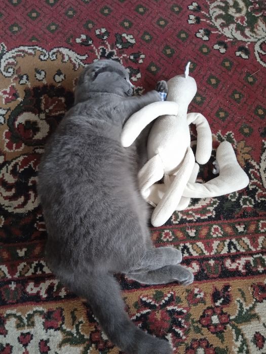 Кавалер для киці