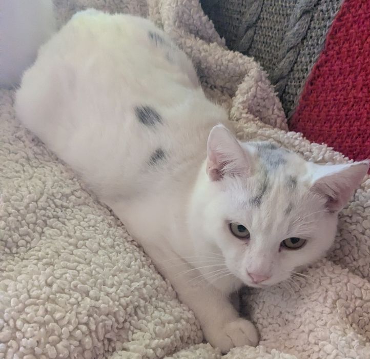 Котик 6 місяців у добрі руки.