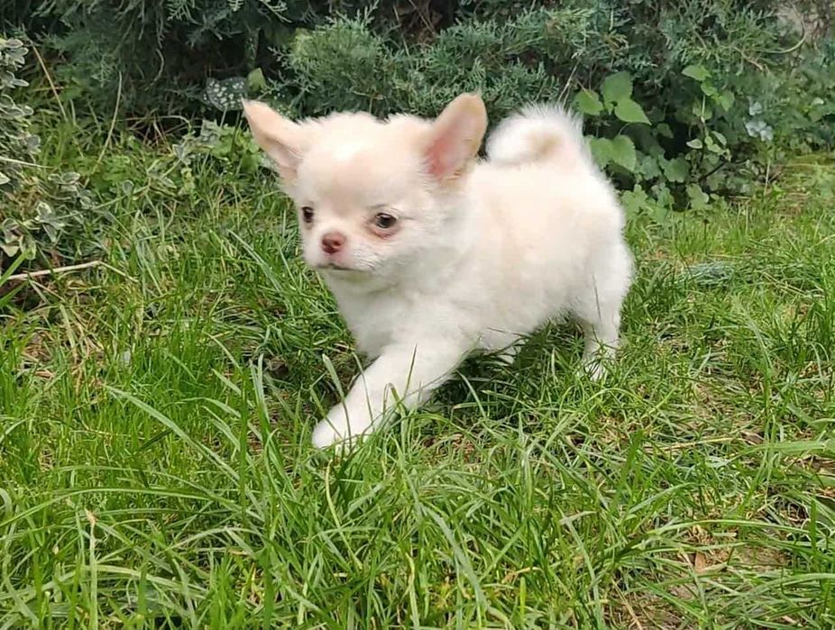 Długowłosy szczeniak Chihuahua z rodowodem FCI