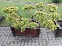 Bonsai Jałowiec pośredni gold