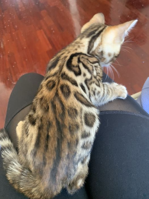 Gatinha bengal registada com LOP e vacinas