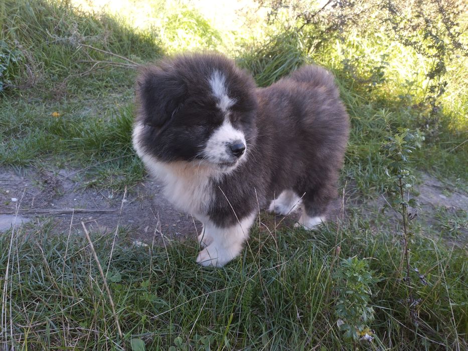 Długowłose Szczenię Japońska Akita Inu