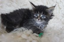 OGROMNA Maine Coon  -  do odbioru  sierpień-rodowód FPL