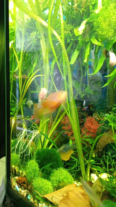 Nurzaniec Vallisneria 'Tiger'