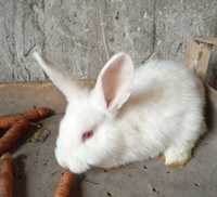 Młode króliki białe i brązowe