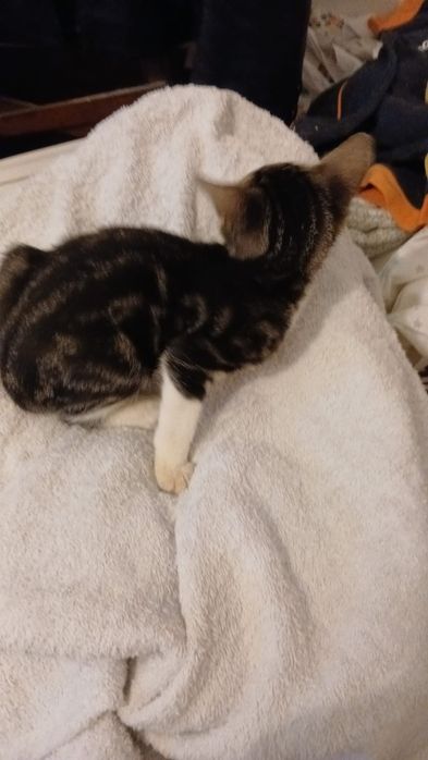 Gatinhos bebês para adoção com esterilização gratuita