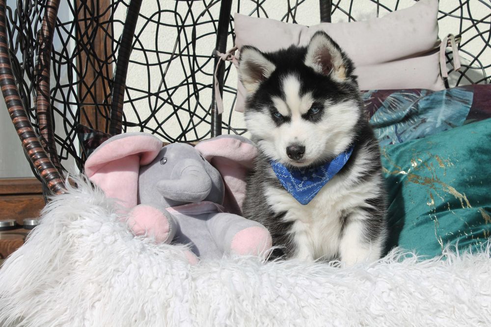 Siberian husky- Piesek z niebieskimi oczkami