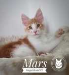 Srebrzysty rudy pręgowany z bielą Mars, kocurek Maine Coon