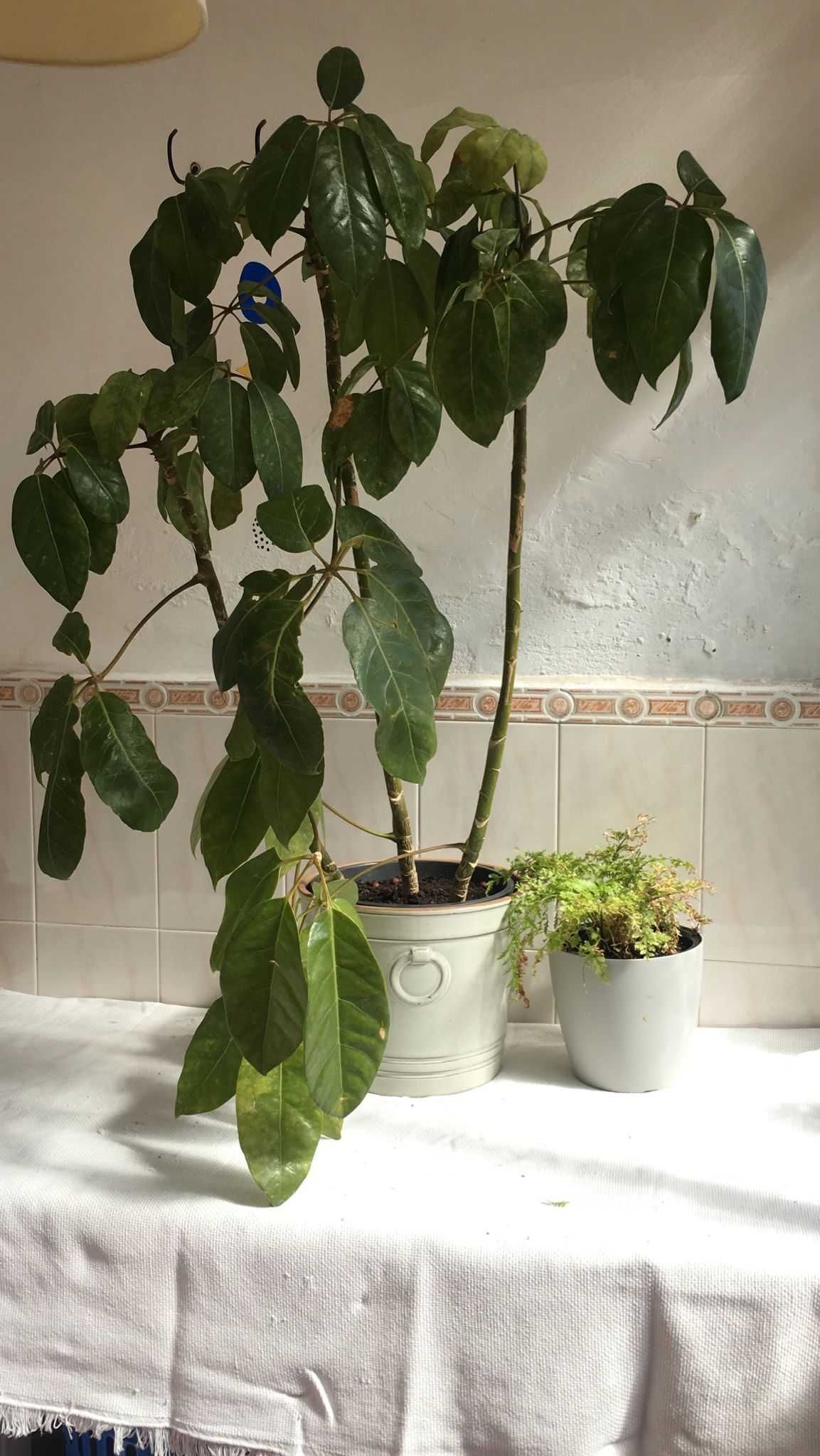 conjunto de 2 plantas e acessórios