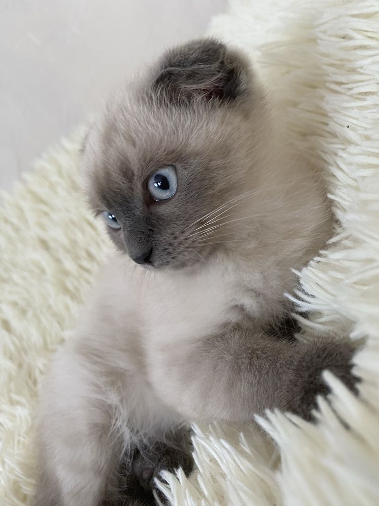 Кошенята шукають дім