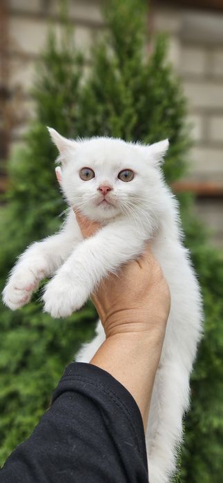 Британские котята 2 месяца