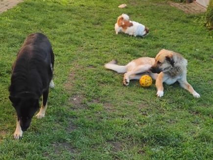 Oddam dużego psa w typie Kangal