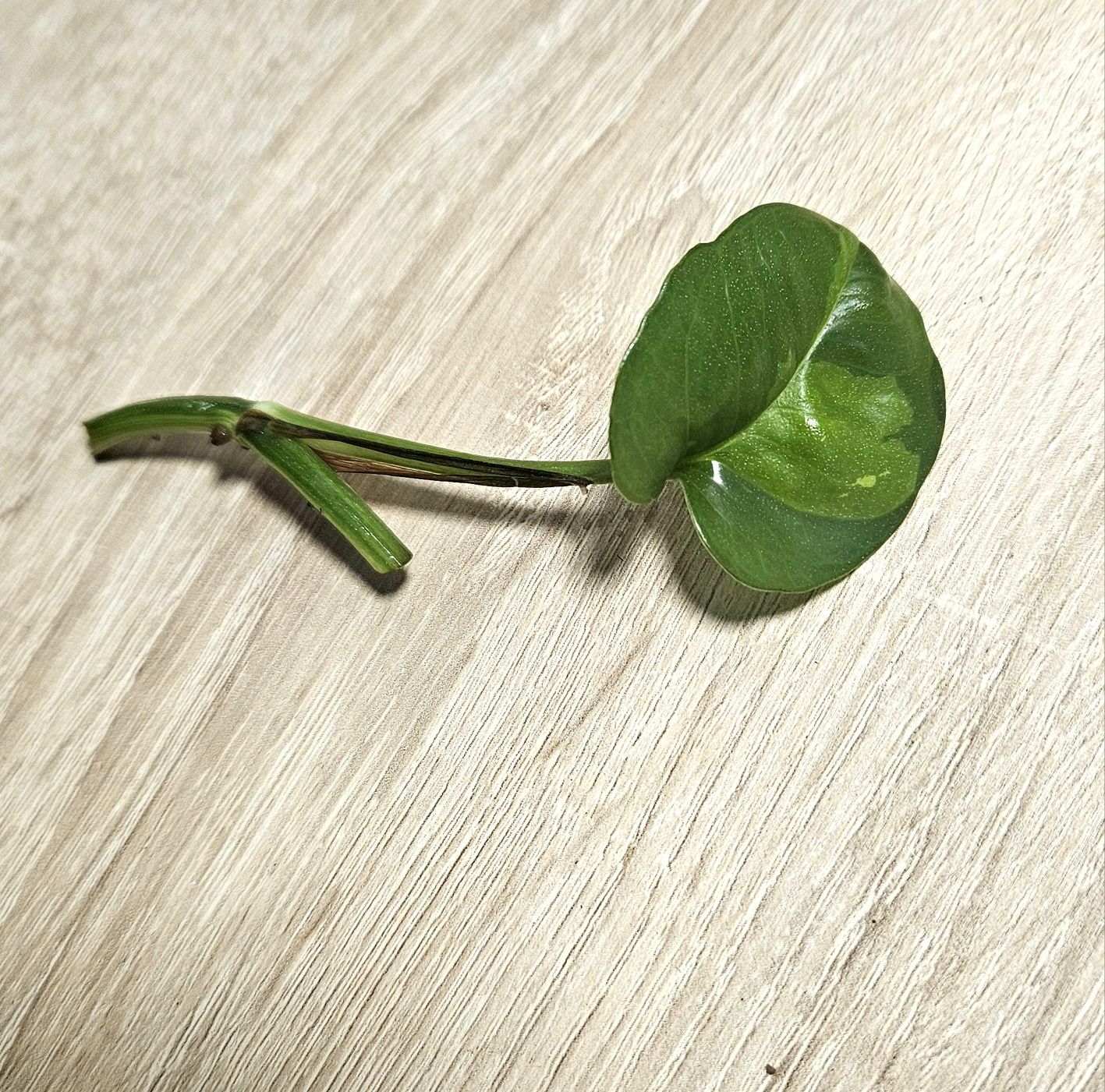 Epipremnum Global Green pędowka 1 liść