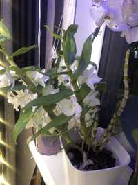 Орхидея дендробиум белая