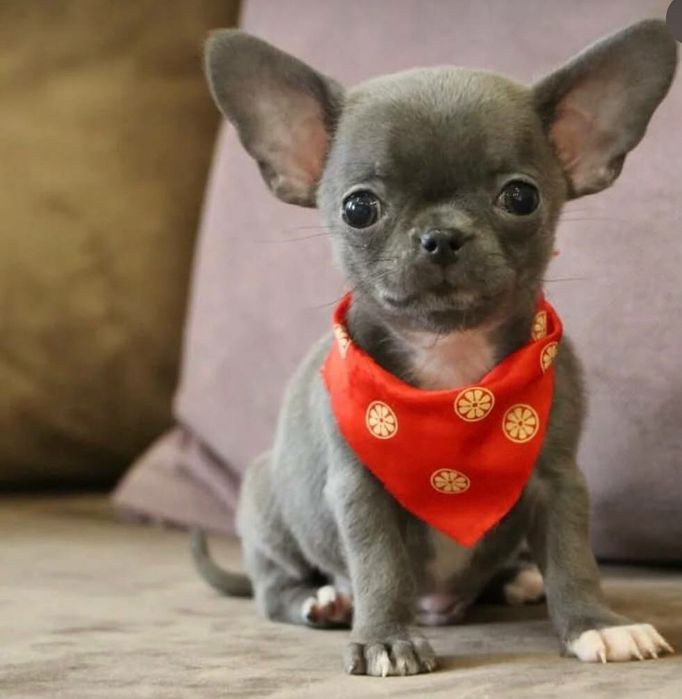 Малюки Чихуахуа до Свят