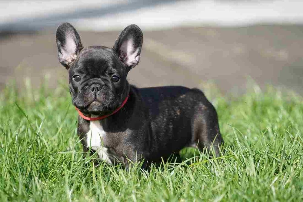 Buldog francuski FCI
