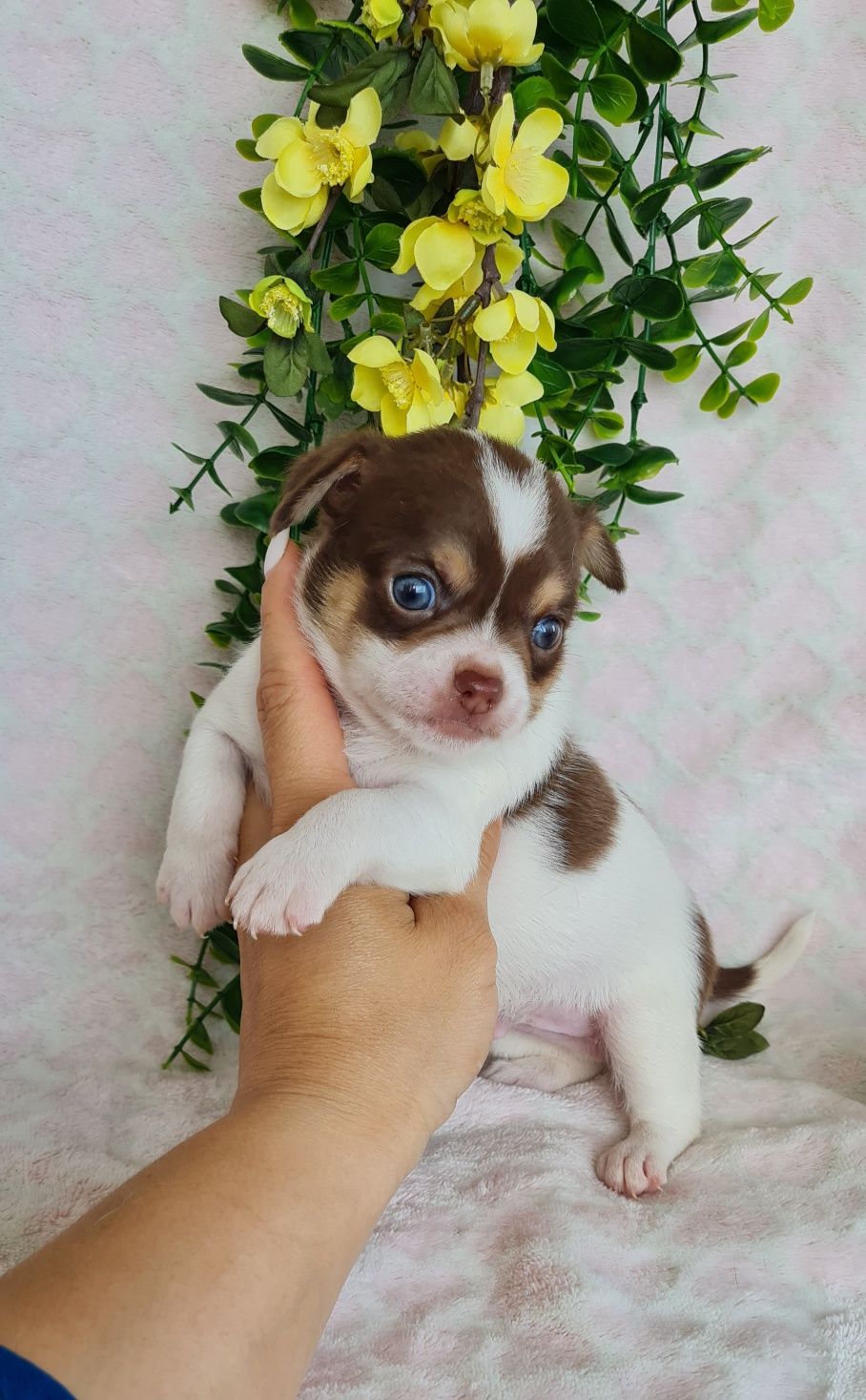 Fantástico Chihuahua/Chiuaua LinhagemRussa de Qualidade