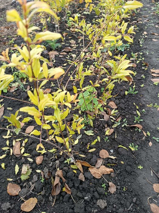 Саджанці гранат інжир виноград фундук глід смородина малина жасмин