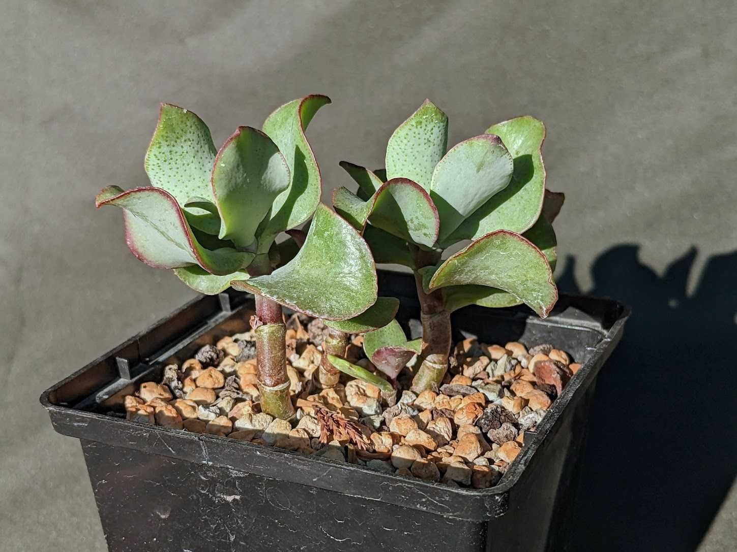 Крассула Crassula "Blue Bird", "Curly Bird", Денежное дерево