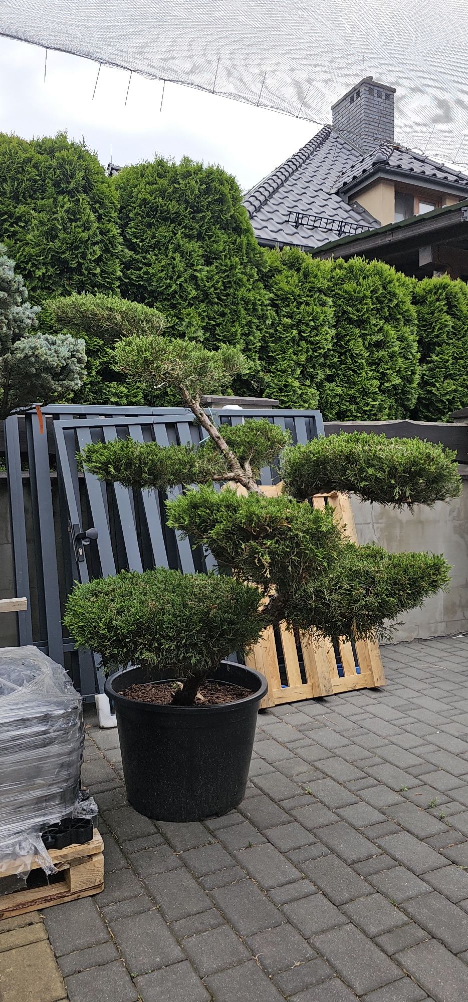 Bonsai wieloletnie okazy