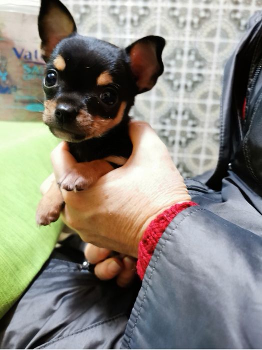 Doação do cãozinho