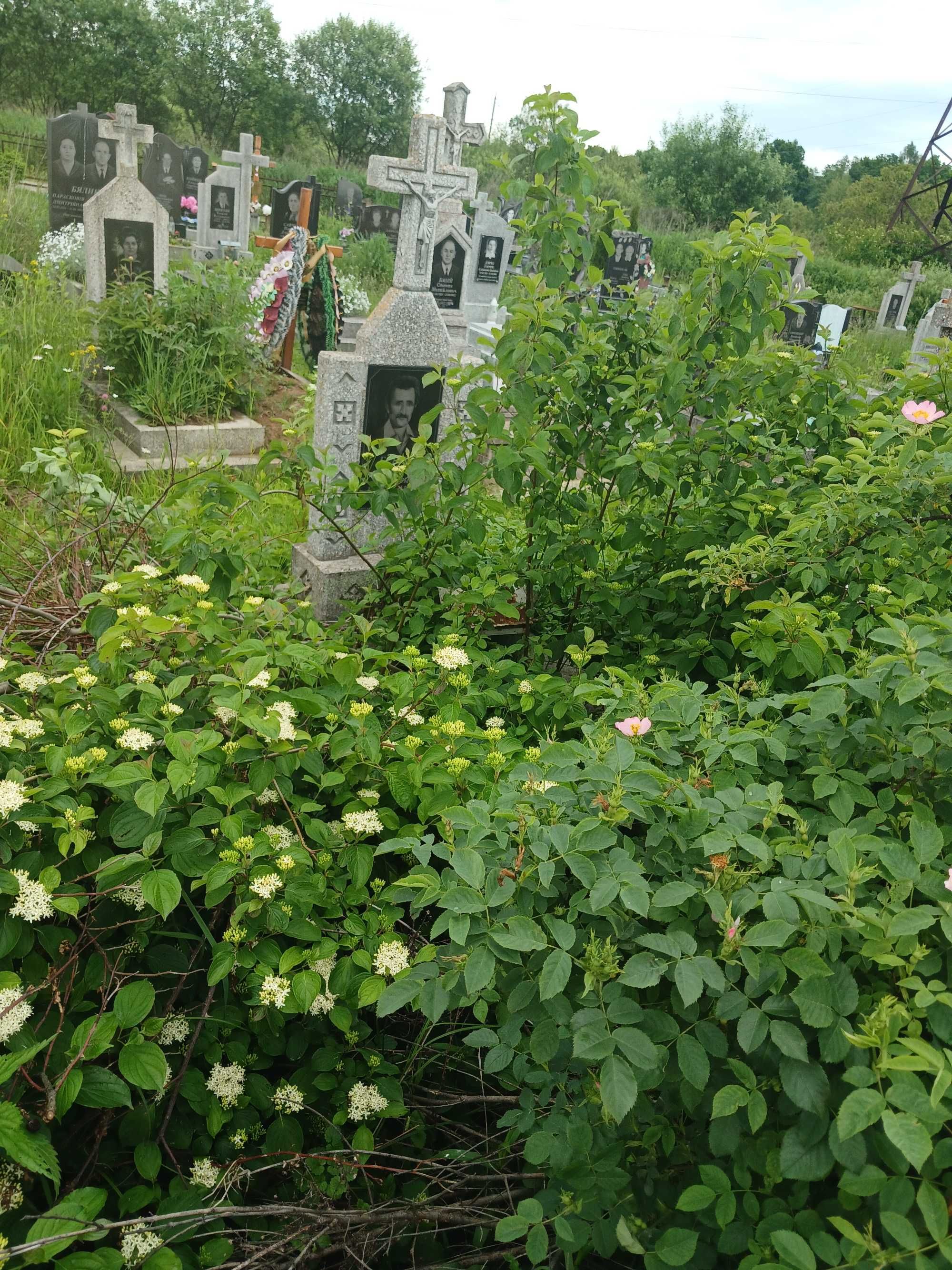 Косіння трави, топіарна стрижка кущів, зріз дерев